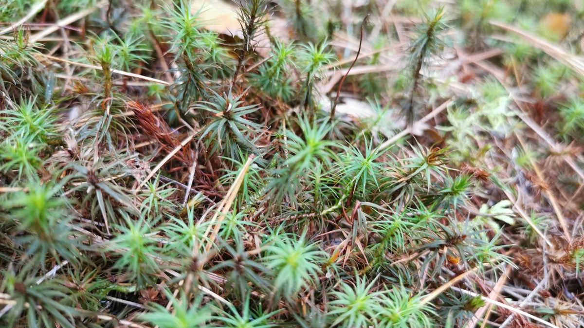 Rosemère créer le Fonds vert