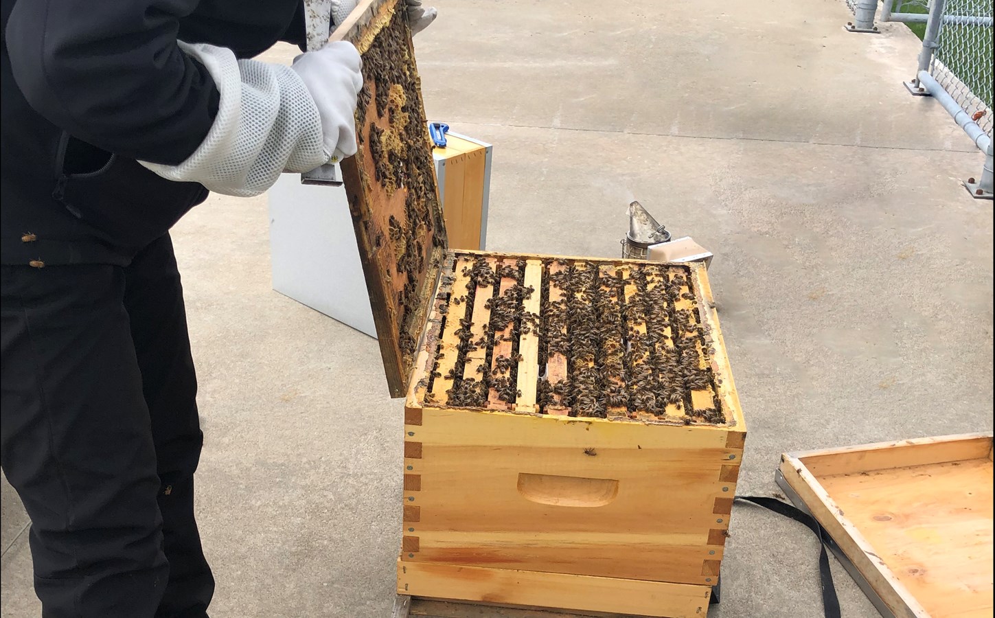 Apiculture urbaine : un projet porteur d’avenir