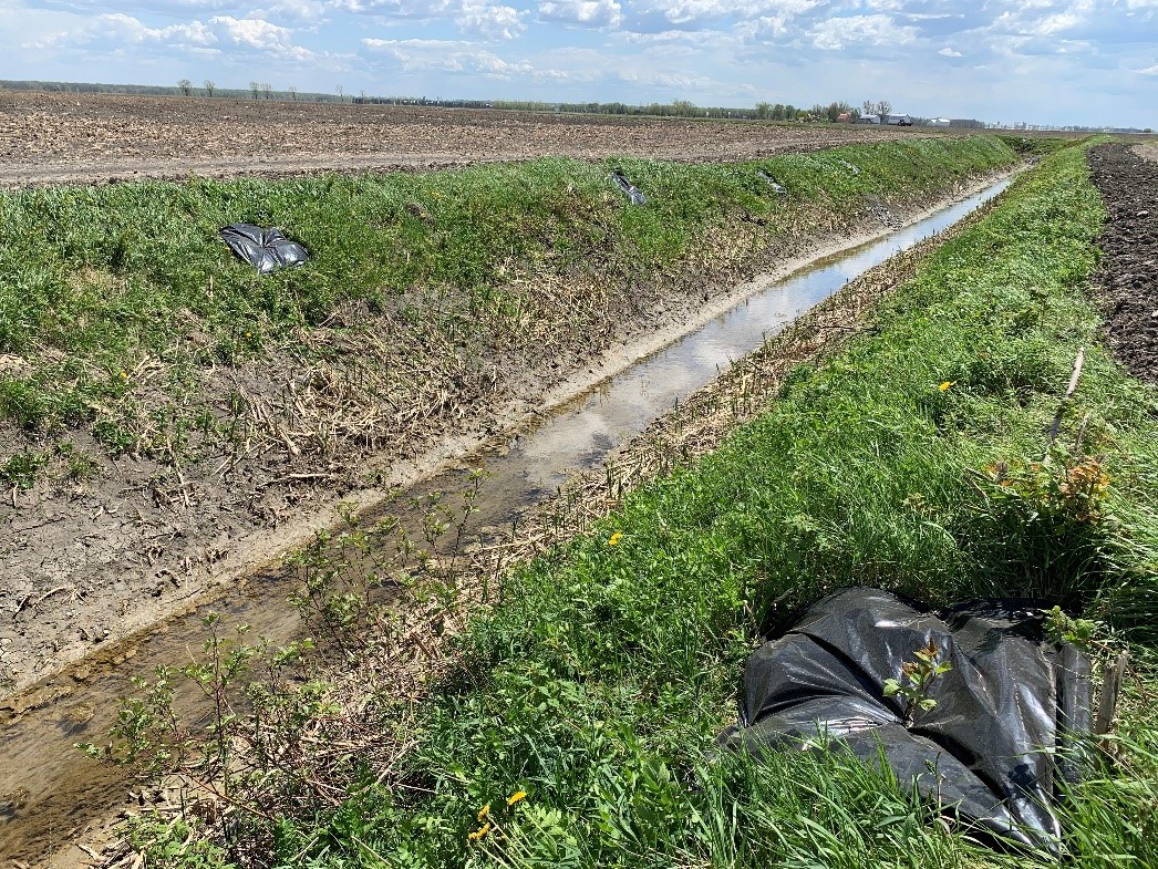  Plus de 14 000 arbustes plantés pour revégétaliser les bandes riveraines en Montérégie