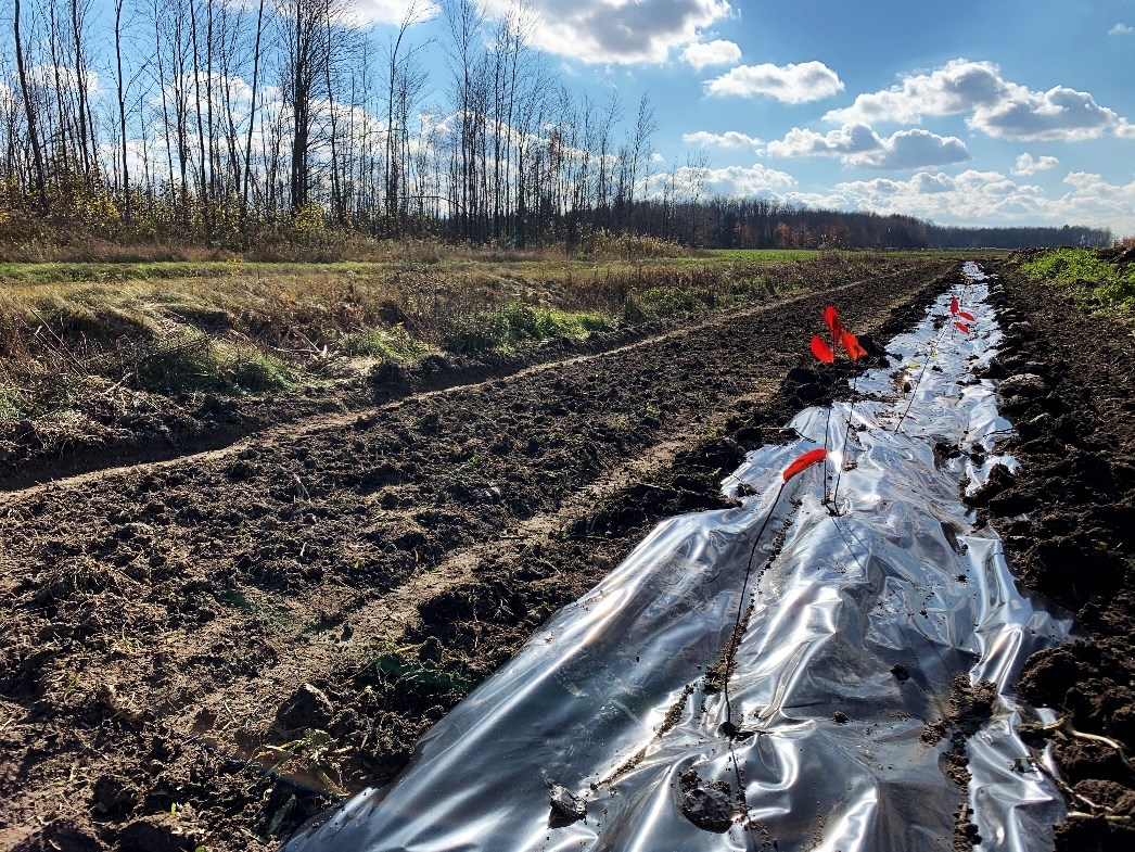  Plus de 14 000 arbustes plantés pour revégétaliser les bandes riveraines en Montérégie