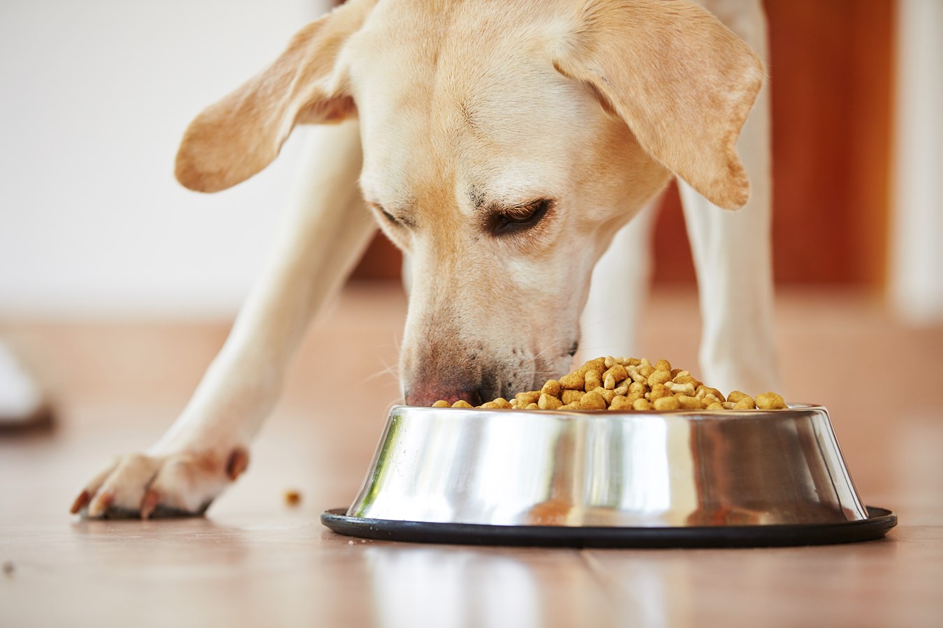Nourriture pour animaux canadienne