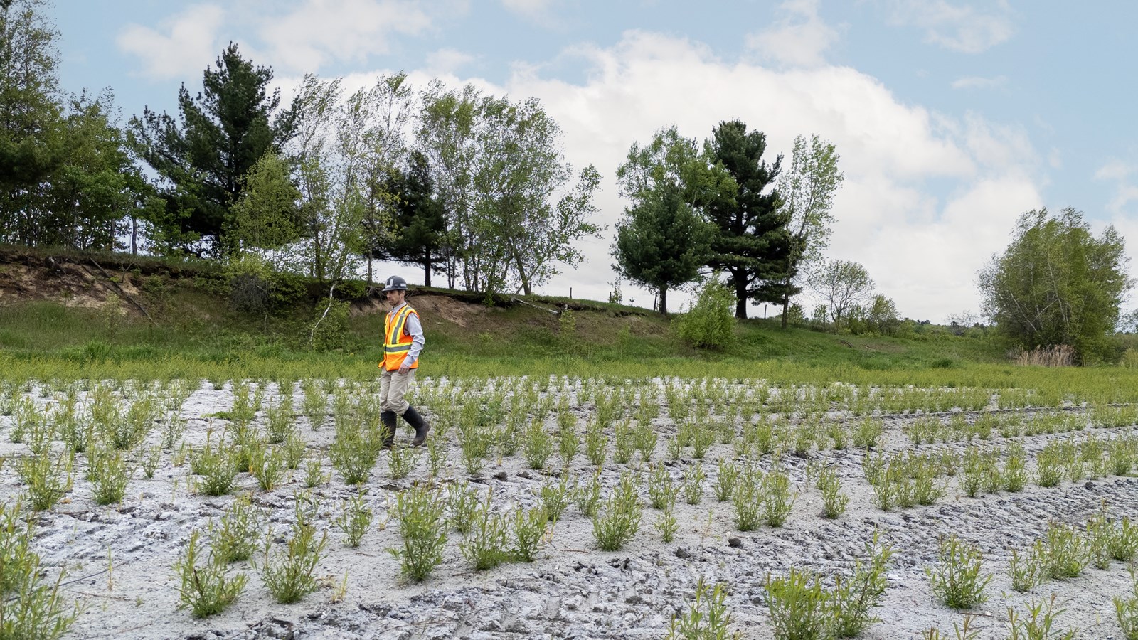 Sable Villeneuve plante 1 million de saules à Terrebonne