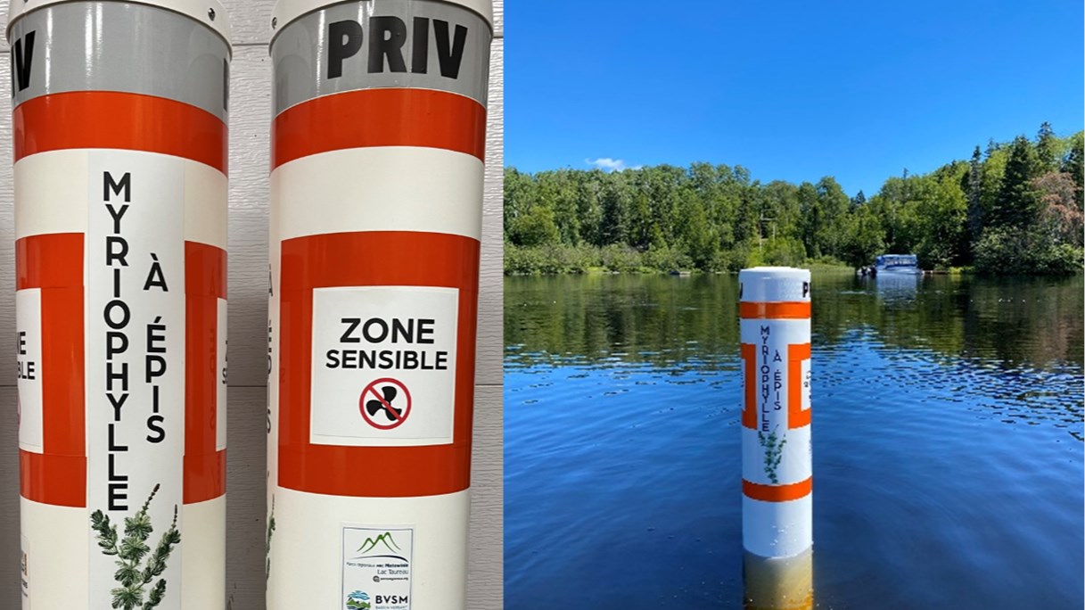 Un nouvel herbicide contre myriophylle à épis pourrait être néfaste