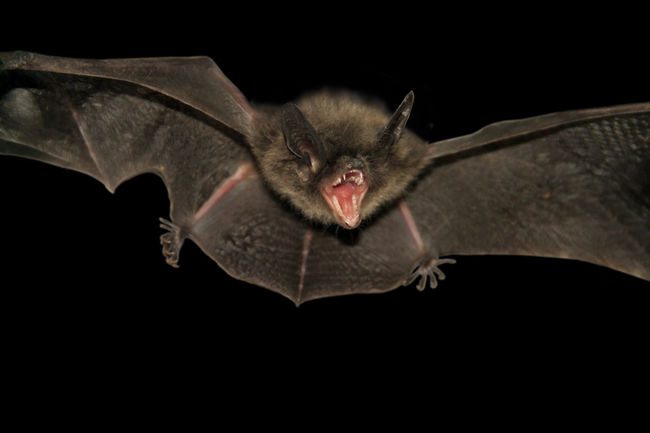 École Leblanc : une chauve-souris mord un élève