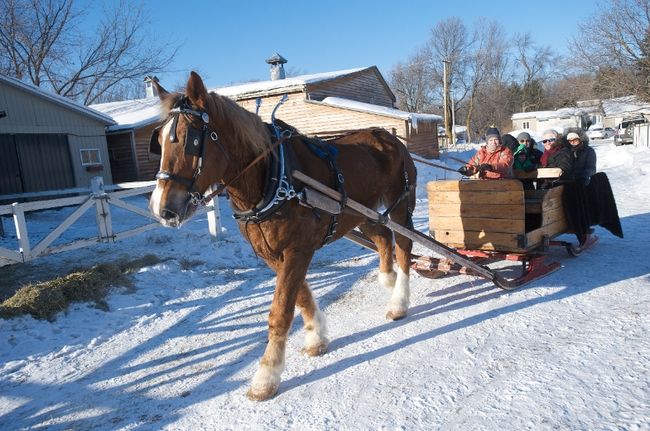 Ferme l’Auteuilloise : le monde équestre aux quatre saisons