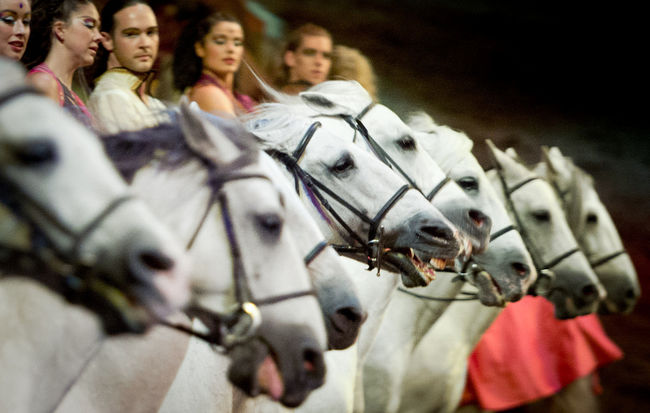 Cavalia : deux semaines de plus pour «Odysséo» à Laval