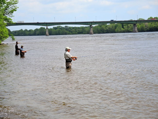 Rivière des Prairies: poissons en danger