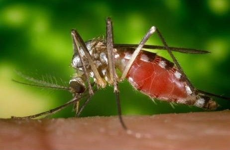 Virus du Nil occidental : des épandages de larvicides prévus en juin et en juillet