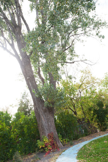 Un arbre menaçant