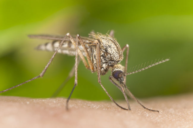 Des moustiques infectés par le virus du Nil occidental