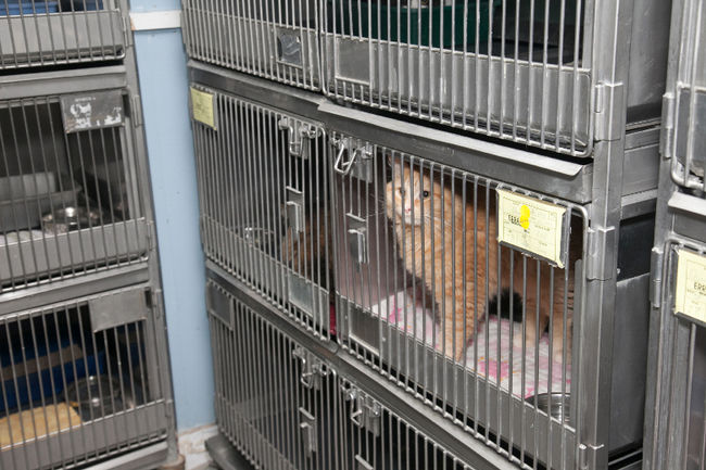 6e édition de la Journée d’adoption d’animaux de compagnie et de micropuçage le 9 novembre