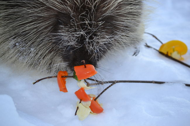 Froid : attention au bien-être et à la sécurité des animaux
