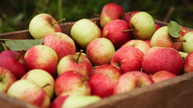 Rappel de produit : Pommes Granny Smith vendues dans six magasins Presto(MD) et Club Entrepôt(MD) du Québec