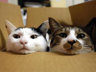 La thérapie par les chats peine à se faire connaître à Laval
