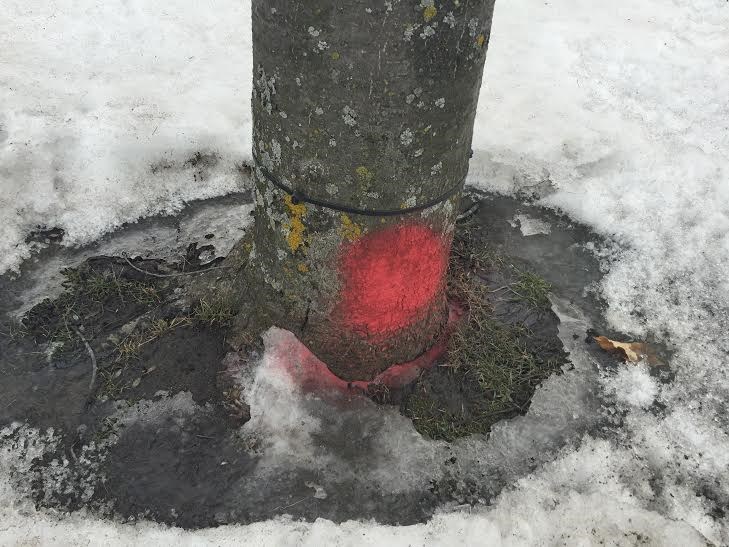 Des arbres malades seront abattus devant l’hôtel de ville 