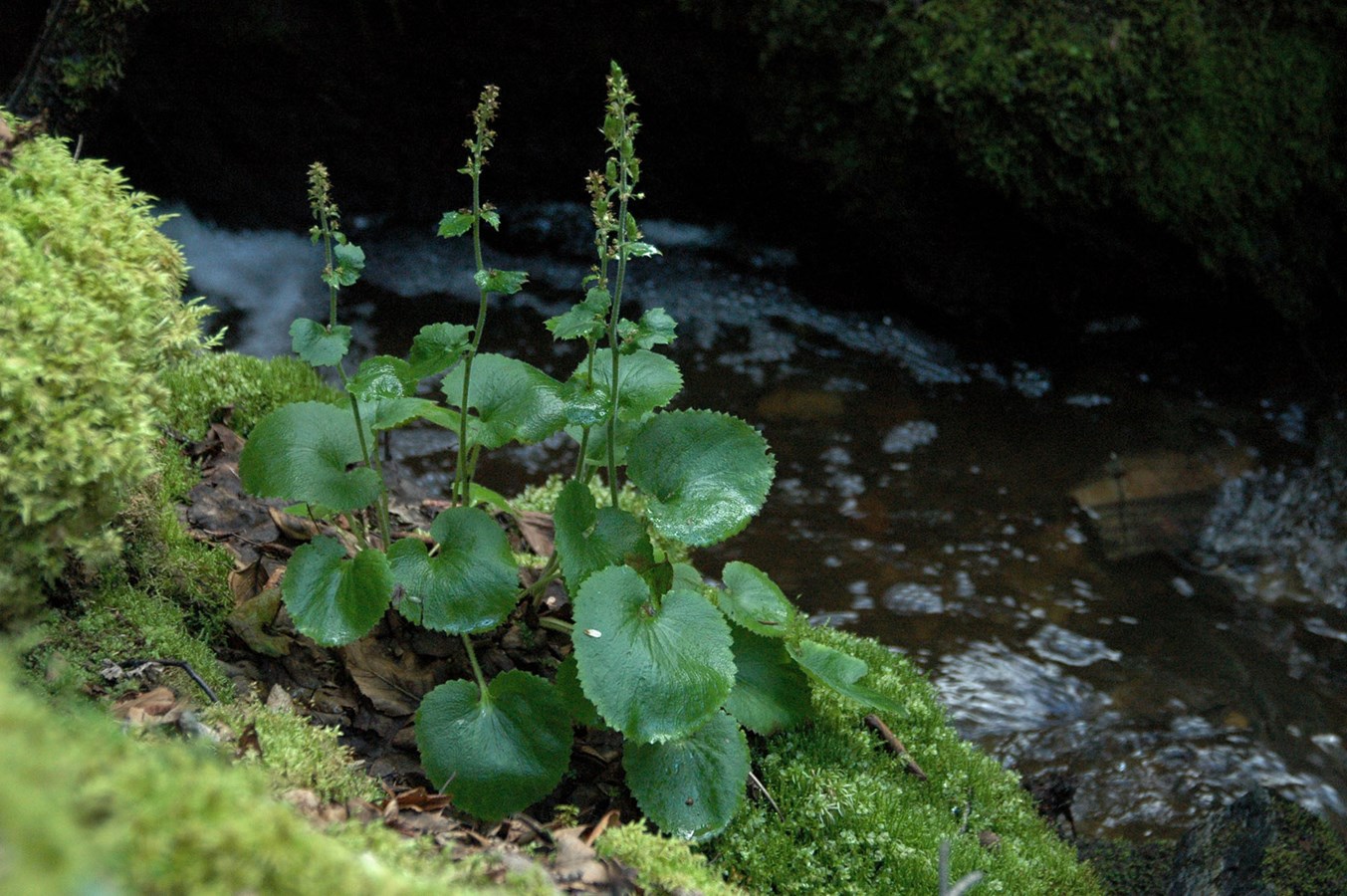 La biodiversité du Canada riche, mais en difficulté : le COSEPAC évalue une autre série d'espèces en péril