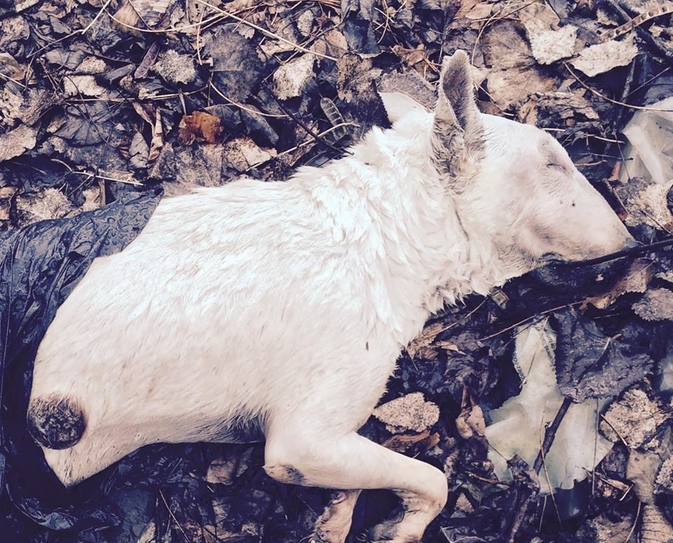 Bête retrouvée morte dans Fabreville : il s’agit d’une mort naturelle