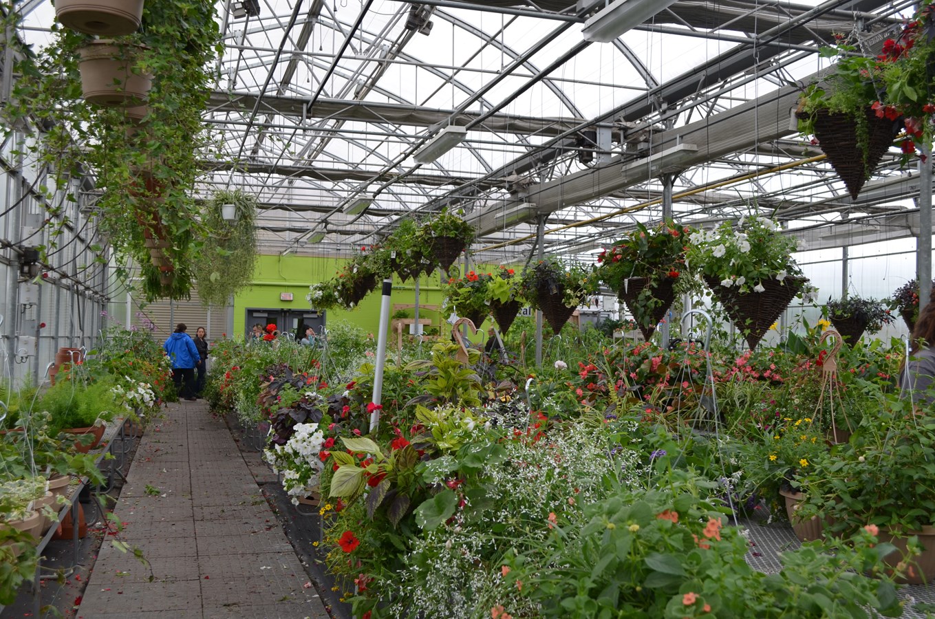 Les plantes sont vendues à meilleur prix que sur le marché.