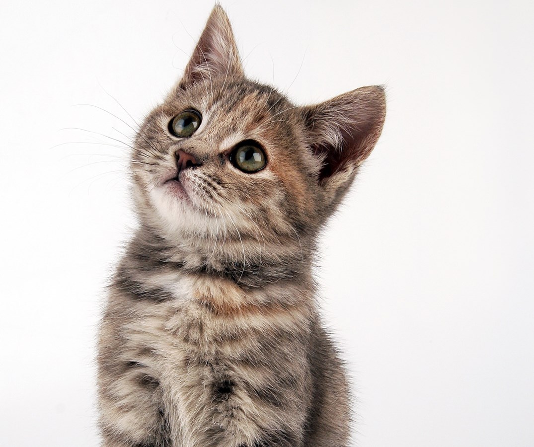 Chaton mutilé dans Duvernay: un tueur en série en cause?