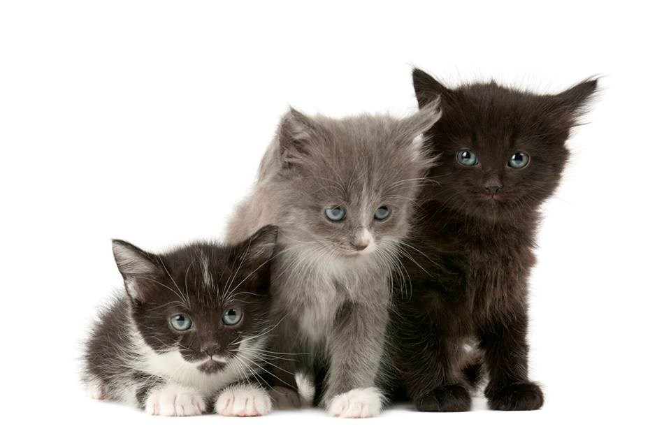 La SPCA offre 2 000$ pour mettre fin au massacre de chatons à Laval