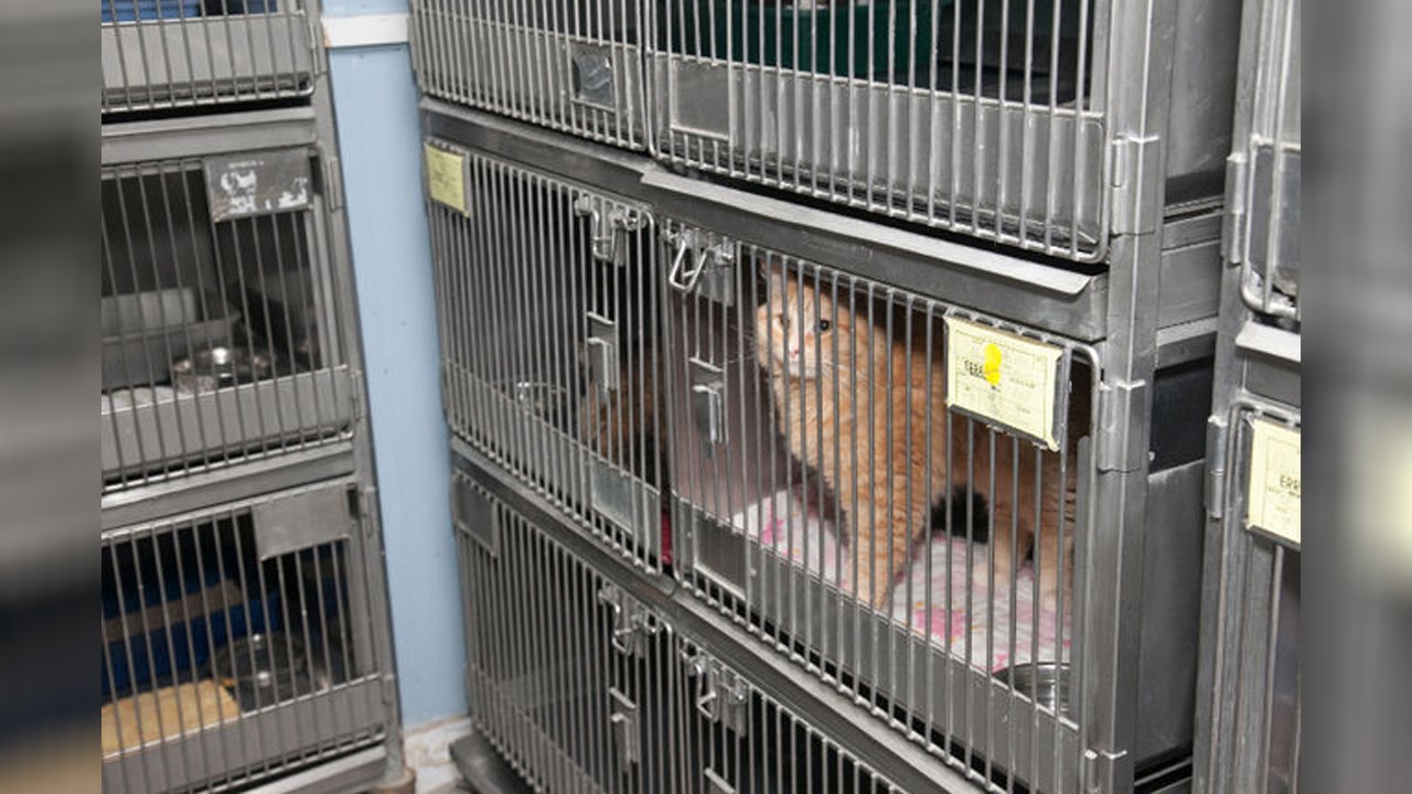 Laval organise la 7e édition de la Journée d'adoption d'animaux de compagnie