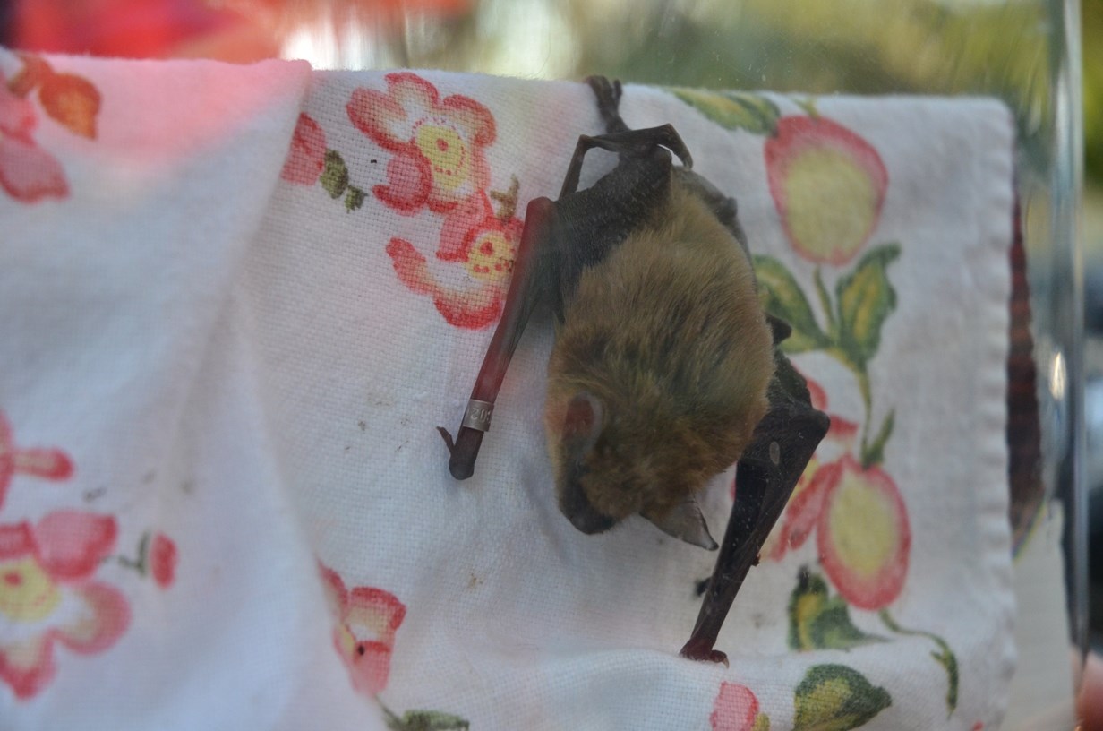 Libération de chauves-souris