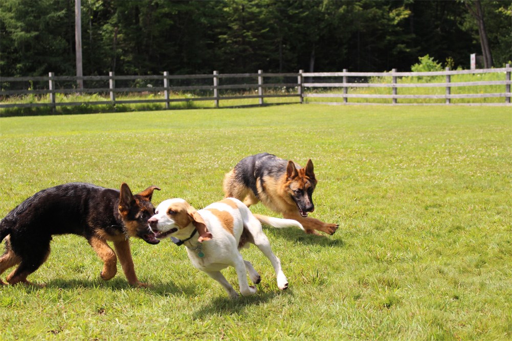 5 nouveaux parcs canins et un règlement animalier révisé à Laval