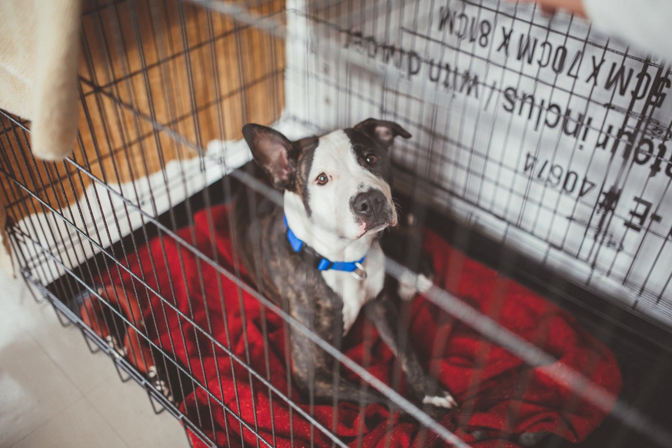 Laval dépose un mémoire sur l’encadrement des chiens : la Ville privilégie l’approche de la responsabilisation