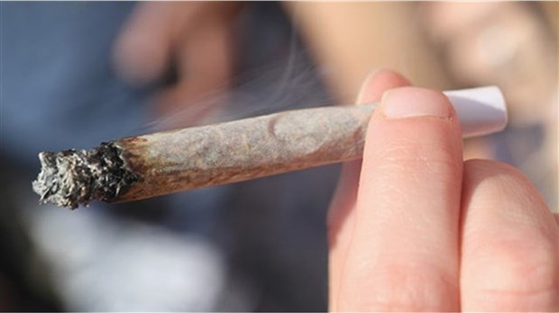 14% plus de consommateurs de cannabis depuis la légalisation