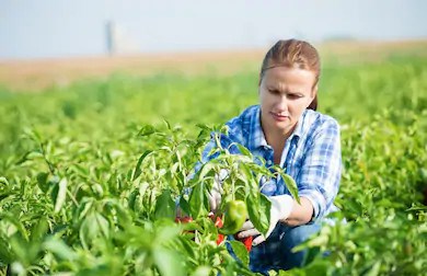 La Ville de Laval dévoile sa stratégie de remembrement agricole