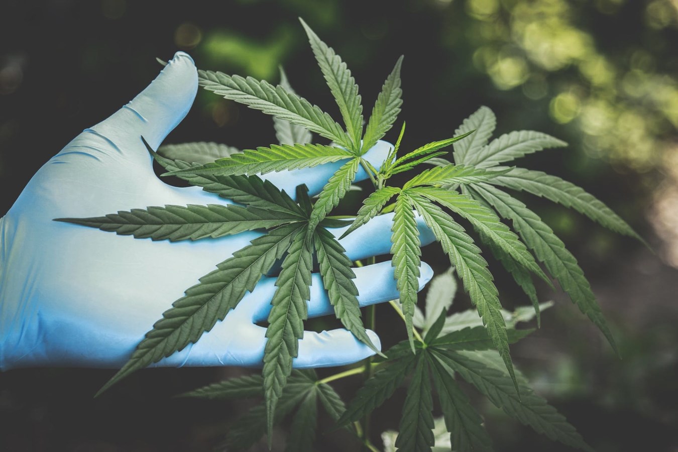 La culture du cannabis vous intéresse ? 