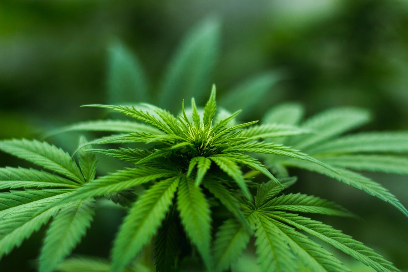 Apprenez-en plus sur la culture du cannabis