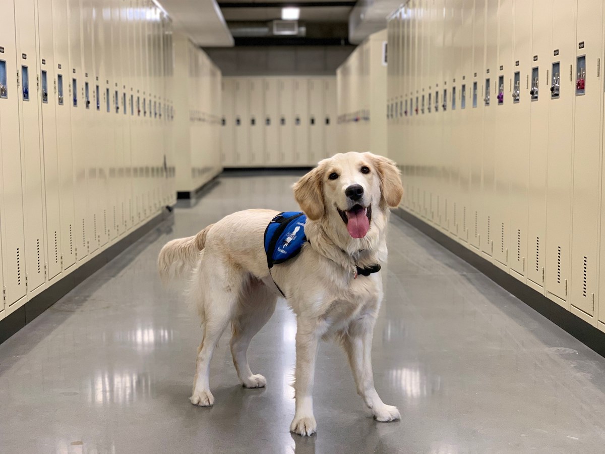 Le collège Montmorency, premier Cégep québécois à accueillir un chien d'assistance