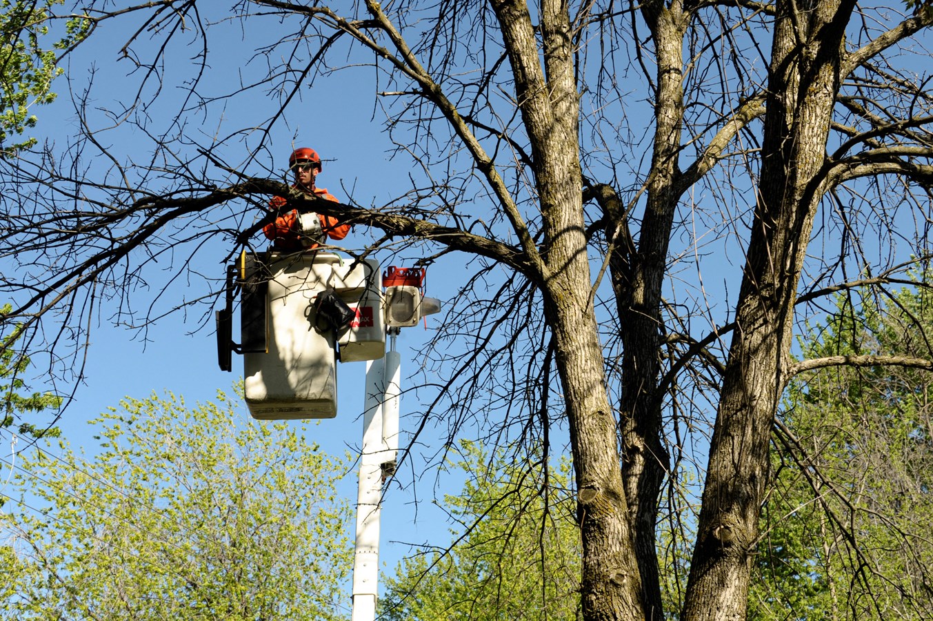 Laval poursuit sa lutte contre l’agrile du frêne et réduit les délais d’abattage