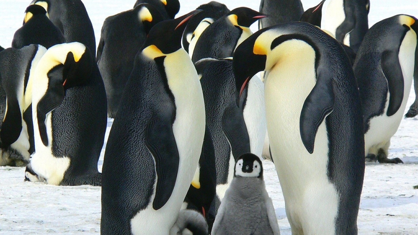 Quelques bonnes nouvelles pour les animaux de la planète en 2020