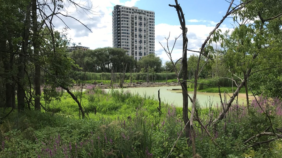 Laval investit 9 M$ pour acquérir 6 ha de milieux naturels au sud du boulevard Saint-Elzéar