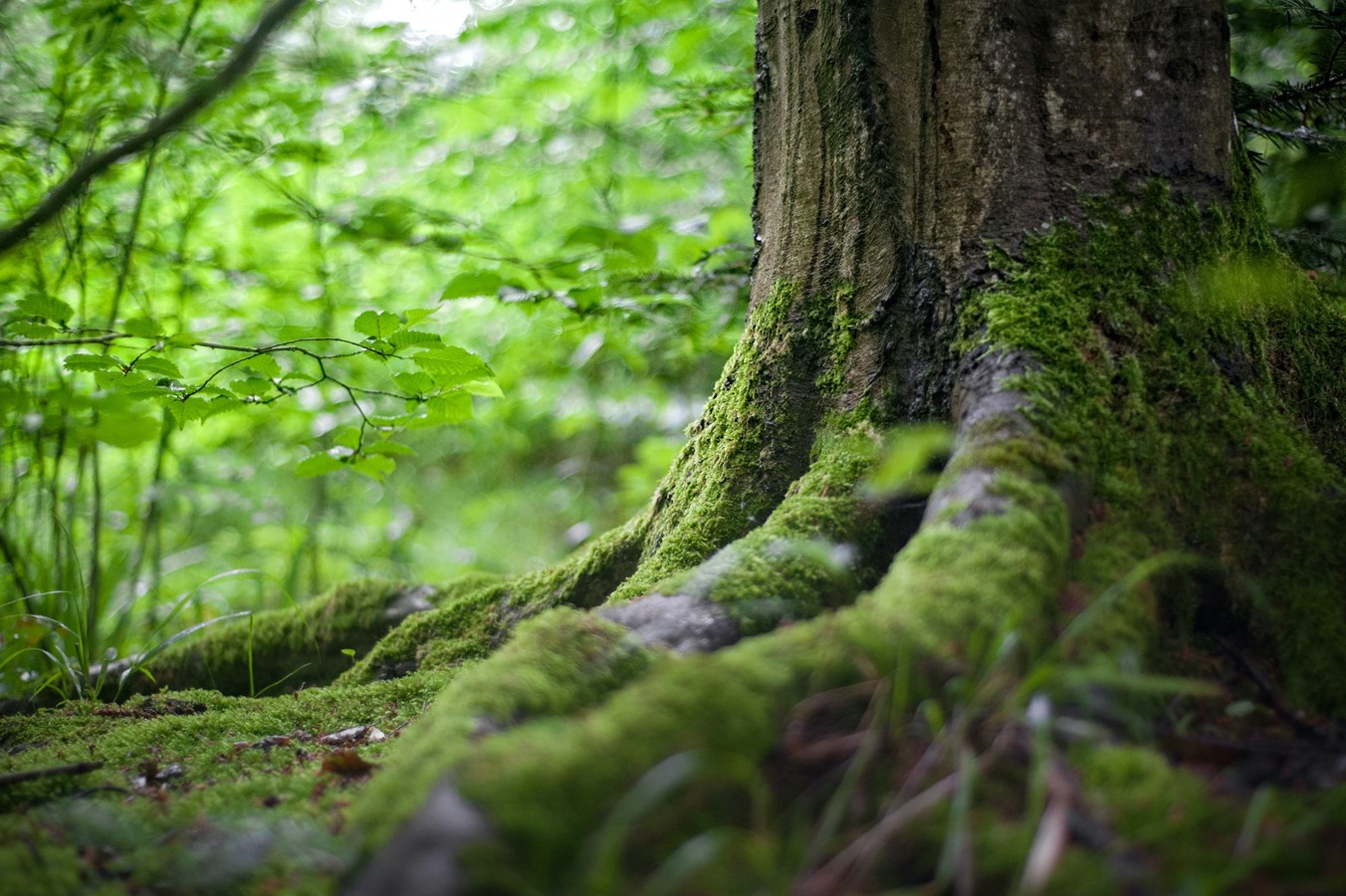 Donnez un « coup de pouce vert » aux espèces indigènes dans votre voisinage