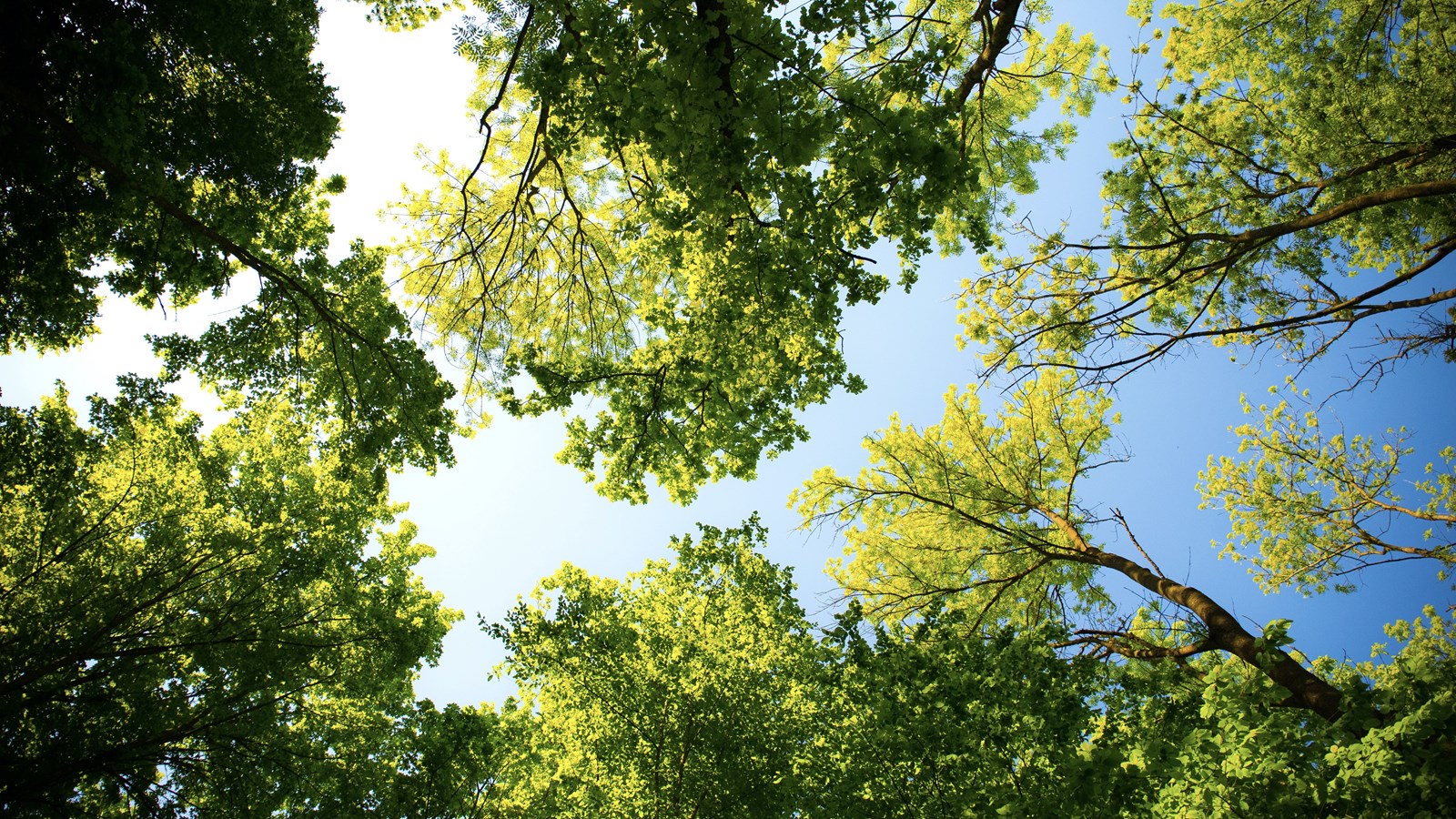 La CMM intervient pour favoriser la reconversion et la renaturalisation d’espaces verts