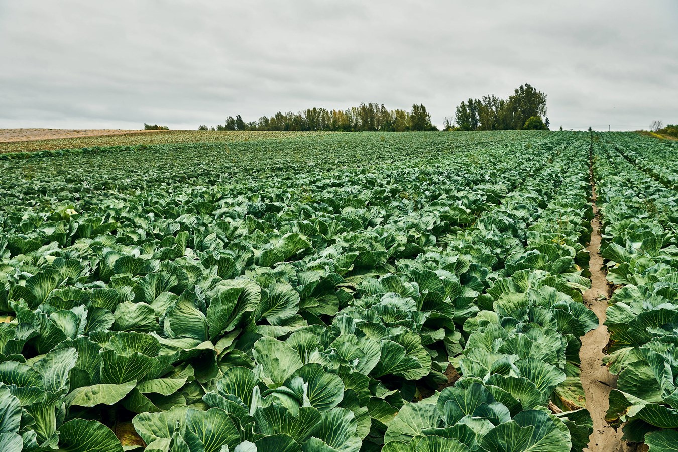 Le maire de Laval veut améliorer la protection des terres agricoles 