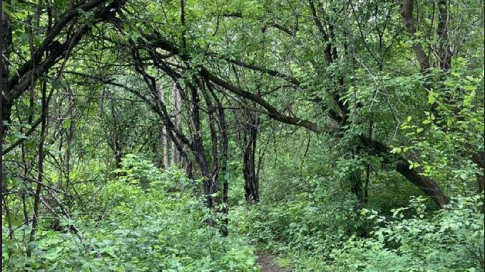 Un nouvel espace naturel au centre-ville de Laval 