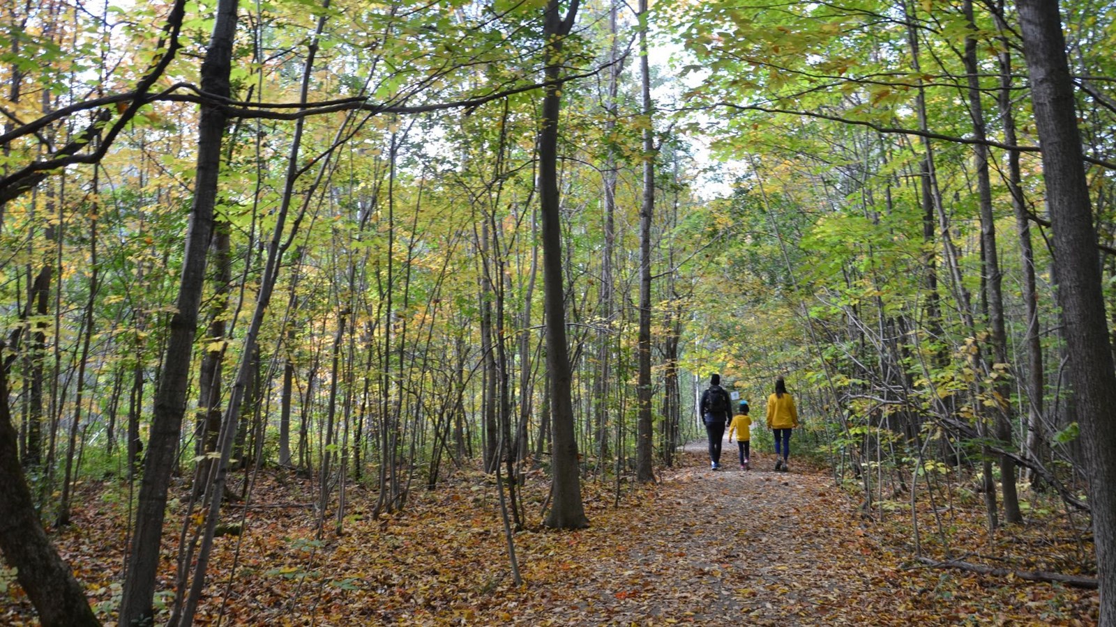 Les partis politiques de Laval se prononcent sur la forêt urbaine
