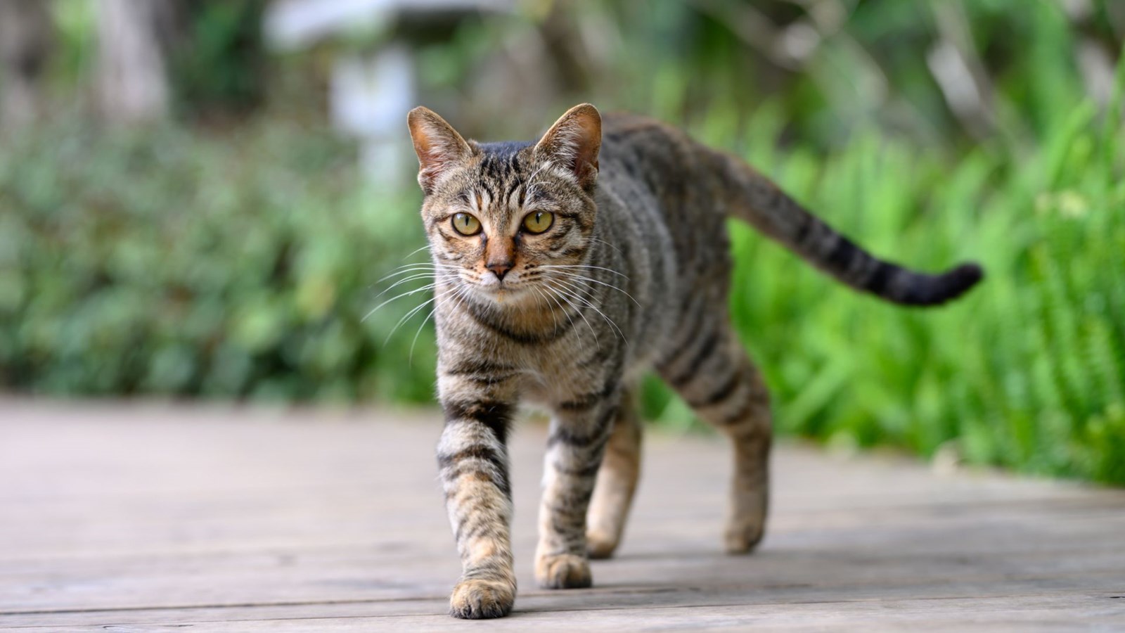 Projet pilote pour mieux gérer la population de chats errants à Laval