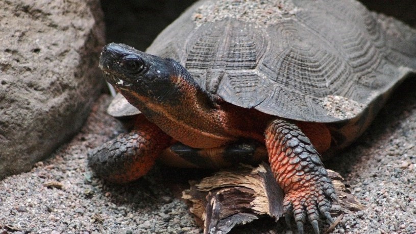 Quoi faire si on croise une tortue sur la route? 