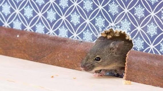 Souris dans la maison : pourquoi elles choisissent octobre pour s'inviter à Laval