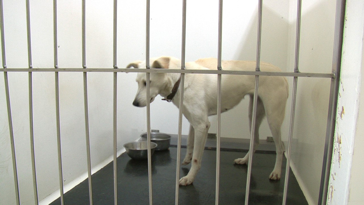 La SPA ne peut accueillir tout les animaux abandonnés.