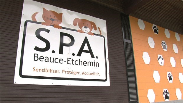Une seconde édition pour le Party Zumba au profit de la SPA Beauce-Etchemin