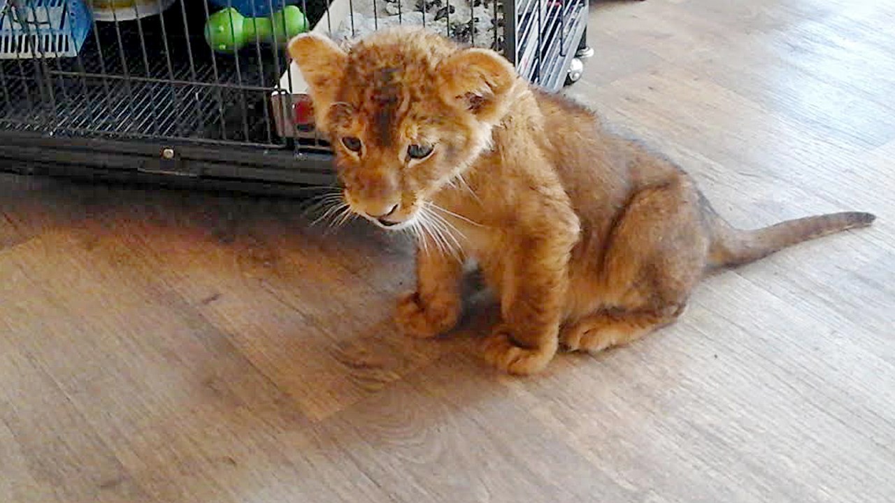 Nala, la nouvelle locataire au Zoo Miller à Frampton.