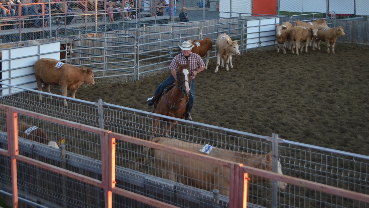 Démonstration de Team Penning à Nashville en Beauce