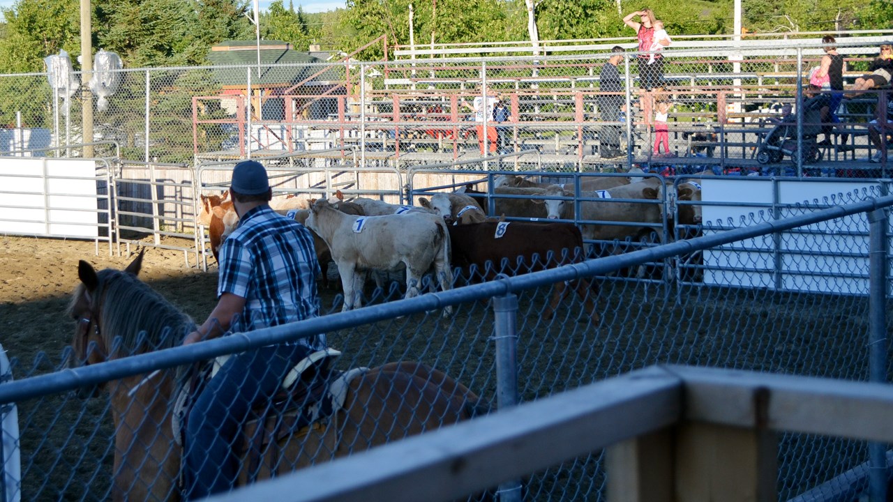 Démonstration de Team Penning à Nashville en Beauce