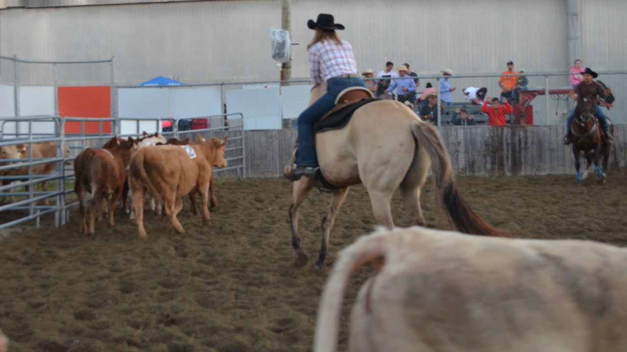 Démonstration de Team Penning à Nashville en Beauce
